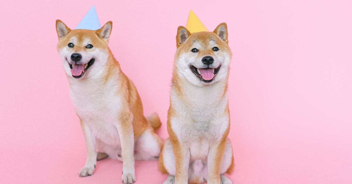 What is the name for a chef's hat? - Shiba Inu Dogs Wearing Party Hats What is the name for a chef's hat? - Shiba Inu Dogs Wearing Party Hats