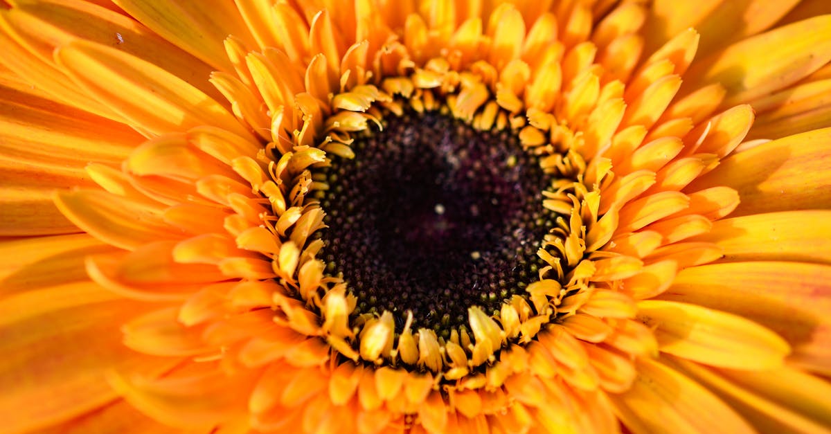 What is the orange part on a scallop? - From above closeup fresh delicate flower with vivid orange petals growing in nature What is the orange part on a scallop? - From above closeup fresh delicate flower with vivid orange petals growing in nature
