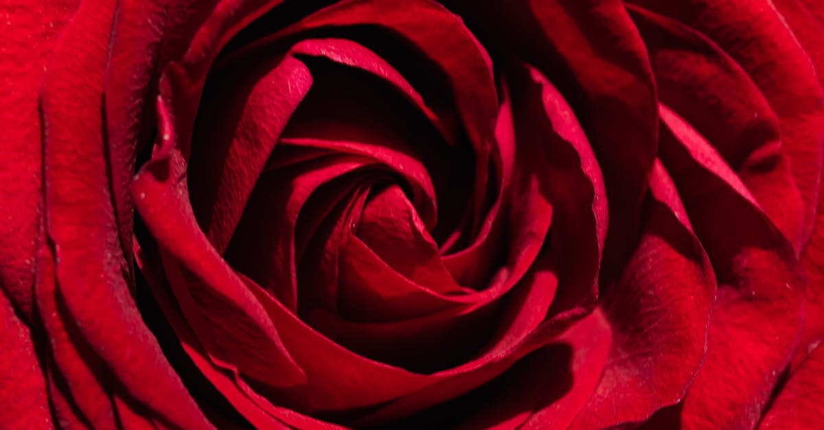 What is the ratio for soft polenta? - Majestic surface of red rose bud What is the ratio for soft polenta? - Majestic surface of red rose bud