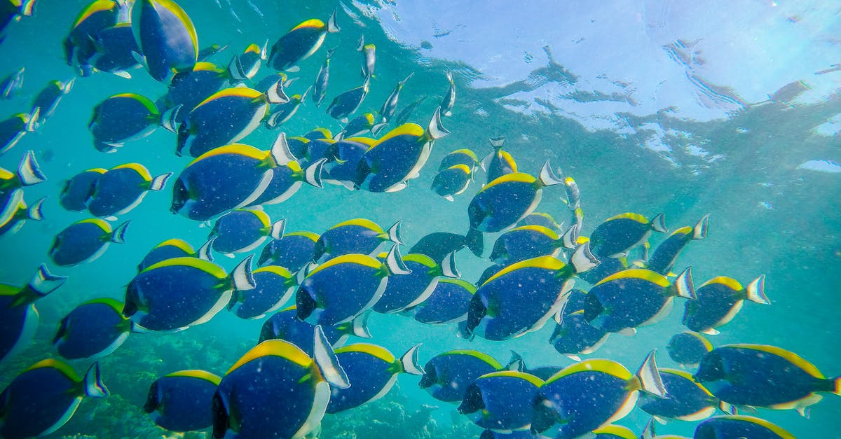 What is the shelf life of Ultra Clear rice protein powder? - Large group of powder blue surgeonfishes swimming in reefs in blue water of sea What is the shelf life of Ultra Clear rice protein powder? - Large group of powder blue surgeonfishes swimming in reefs in blue water of sea