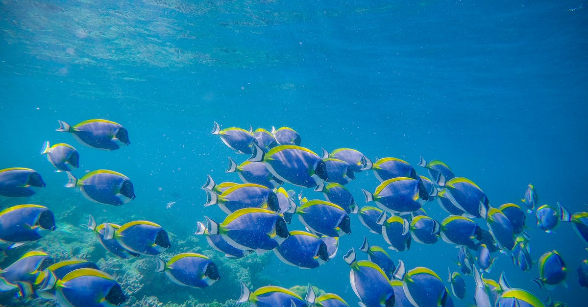 What is the shelf life of Ultra Clear rice protein powder? - Colorful surgeonfishes in coral reef in sea What is the shelf life of Ultra Clear rice protein powder? - Colorful surgeonfishes in coral reef in sea