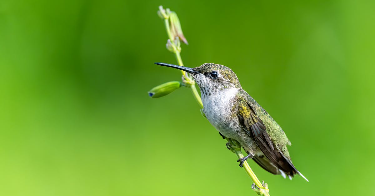 What is the term for 'sunny side up' omelette? - Exotic Mellisuga minima bird sitting on stem in green field What is the term for 'sunny side up' omelette? - Exotic Mellisuga minima bird sitting on stem in green field