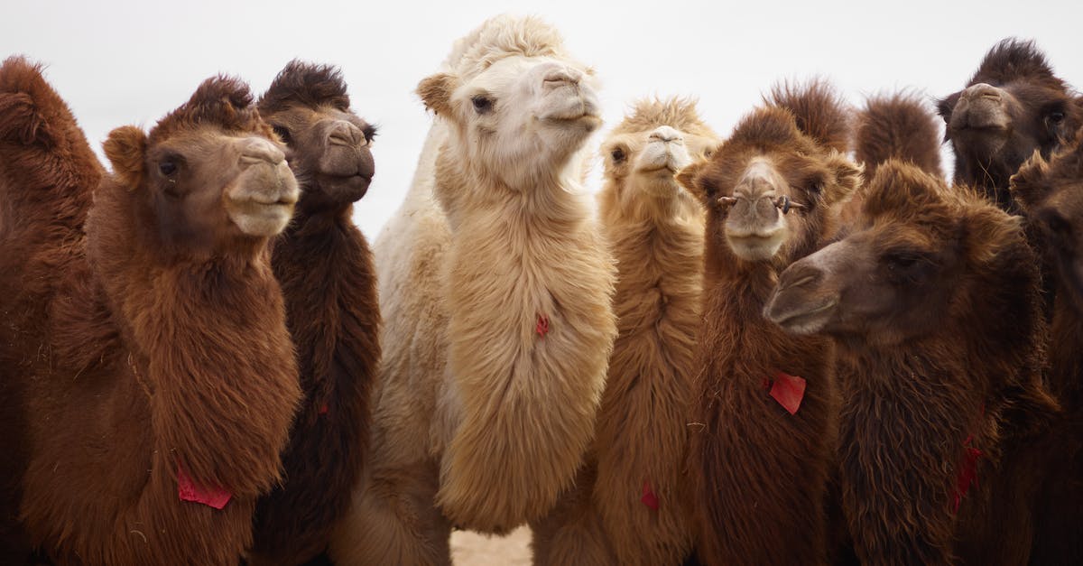 What is the thick white substance in my pasta water? - Large white domesticated camel among other brown camels with thick fur standing nearby on dry sandy ground at daytime What is the thick white substance in my pasta water? - Large white domesticated camel among other brown camels with thick fur standing nearby on dry sandy ground at daytime
