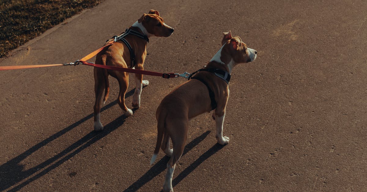 What is the way to use a readymade double boiler with whistle? - Purebred dogs with leashes standing on asphalt path What is the way to use a readymade double boiler with whistle? - Purebred dogs with leashes standing on asphalt path