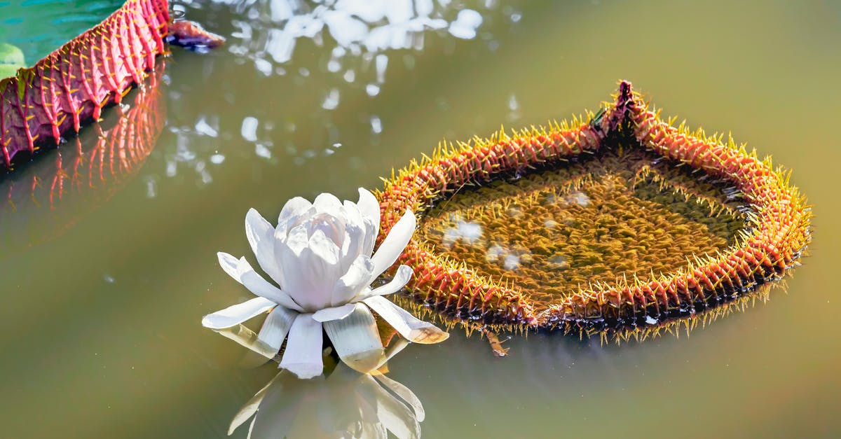 What is the white substance floating in my fresh mozzarella brine? - Exotic water lily on river water surface What is the white substance floating in my fresh mozzarella brine? - Exotic water lily on river water surface
