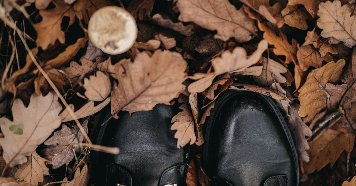What is this Burmese/Myanmmarese Brown to Black dried tea leafs? - Modern boots on dry oak leaves in fall
