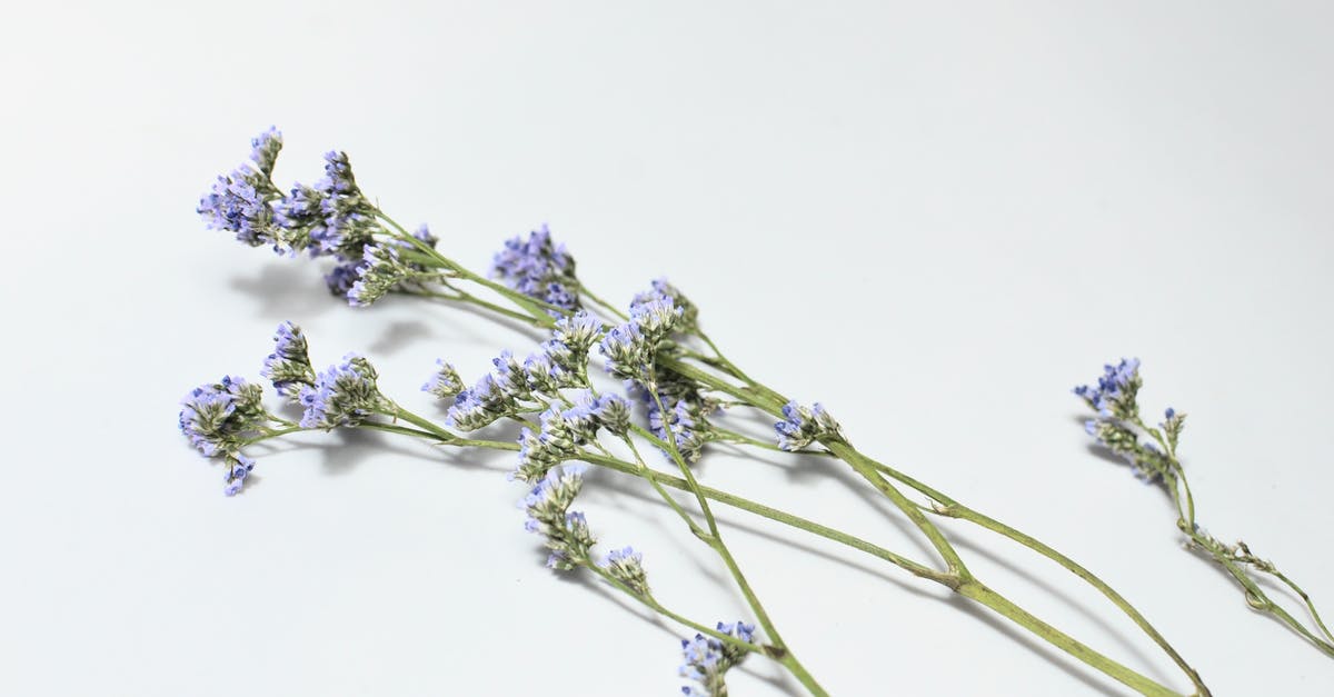 What is this distinctive smell in some dry cured sausage? - From above of lavender flowers on green long stems with small purple petals placed on white background in light studio What is this distinctive smell in some dry cured sausage? - From above of lavender flowers on green long stems with small purple petals placed on white background in light studio