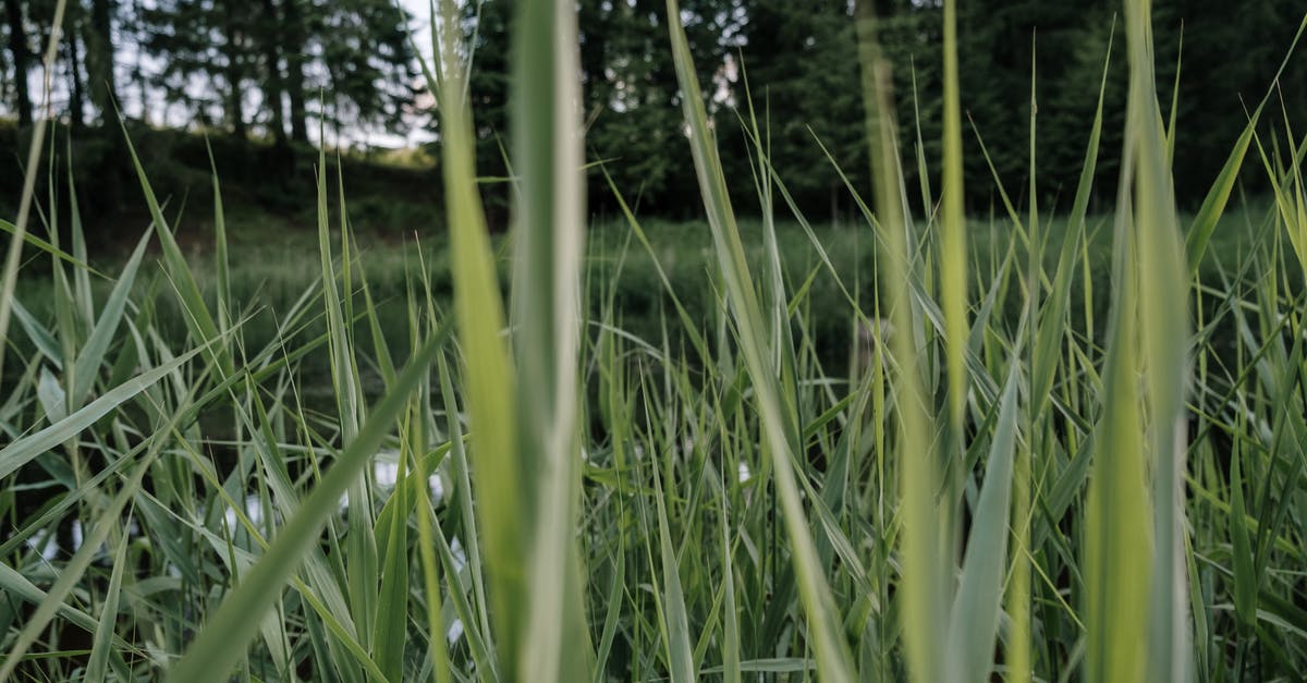 What is this green, bulbous, leafy vegetable? - Green Grass Field What is this green, bulbous, leafy vegetable? - Green Grass Field
