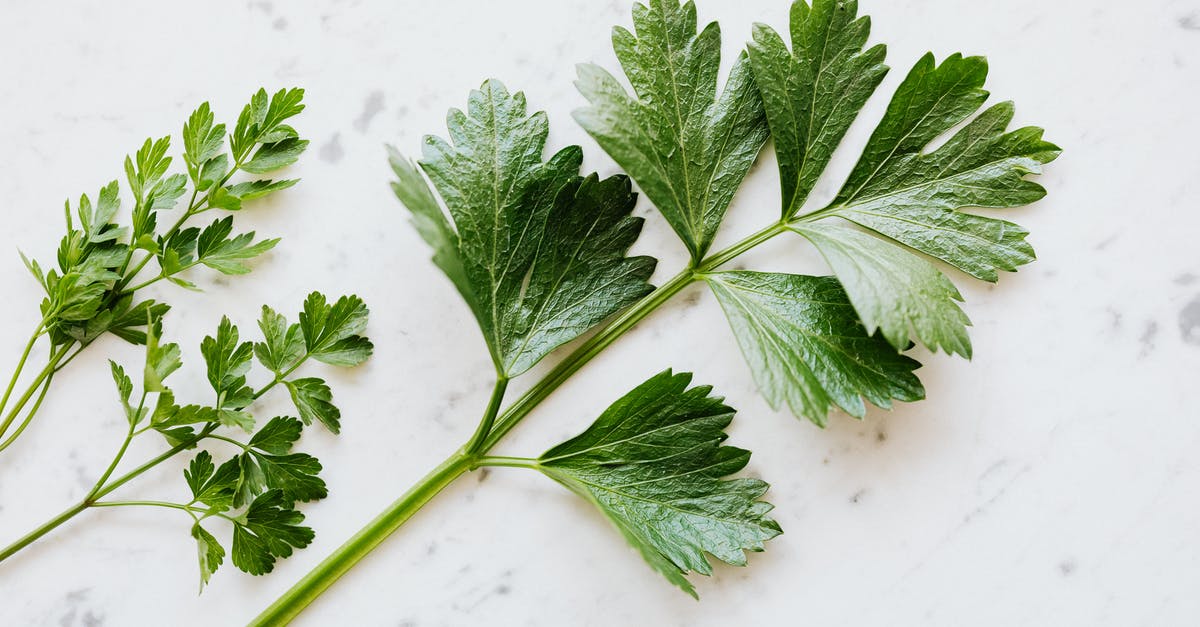 What is this plant that sometimes accompanies parsley? - Top view of natural green composition with parsley branches placed on white table with grey dots ingredient preparing for cooking What is this plant that sometimes accompanies parsley? - Top view of natural green composition with parsley branches placed on white table with grey dots ingredient preparing for cooking