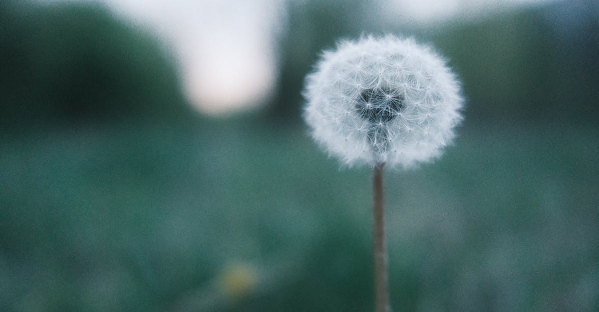 what is this seed? - Fujifilm X100V Fujicolor Analog what is this seed? - Fujifilm X100V Fujicolor Analog