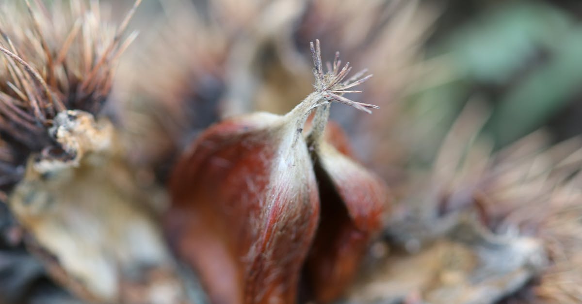 What is this seed pod? - Close Up Photo of a Brown Petaled Flower