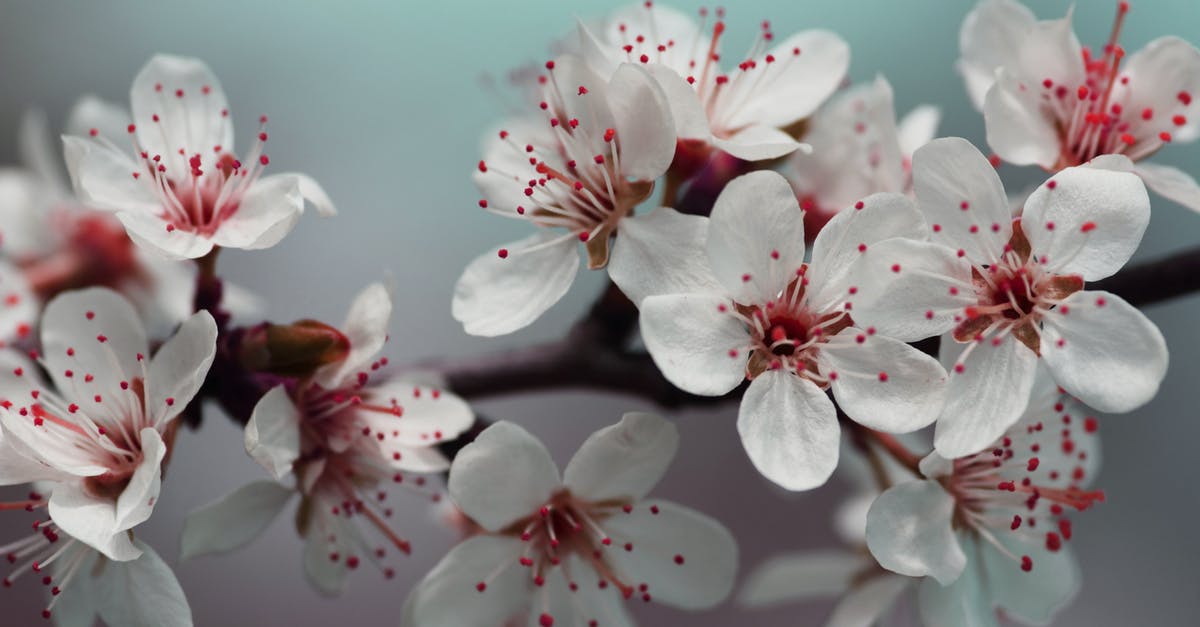 What is this slimy coloured stuff growing in my plates? - Shallow Focus Photo of White Flowers What is this slimy coloured stuff growing in my plates? - Shallow Focus Photo of White Flowers