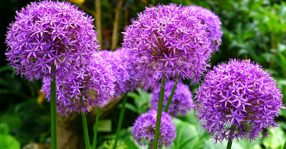 What is this slimy coloured stuff growing in my plates? - Purple Allium Flowers What is this slimy coloured stuff growing in my plates? - Purple Allium Flowers