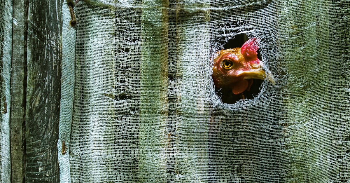 What is this tissue in chicken called? - Chicken peeping through hole in tissue while standing near green fence covered with cloth in countryside in farmland in daylight What is this tissue in chicken called? - Chicken peeping through hole in tissue while standing near green fence covered with cloth in countryside in farmland in daylight