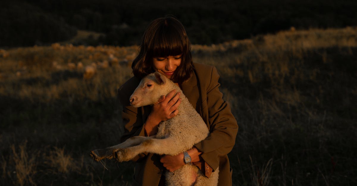 What is this white part of these lamb chops called? - Nice Girl in Coat Cuddling White Lamb What is this white part of these lamb chops called? - Nice Girl in Coat Cuddling White Lamb