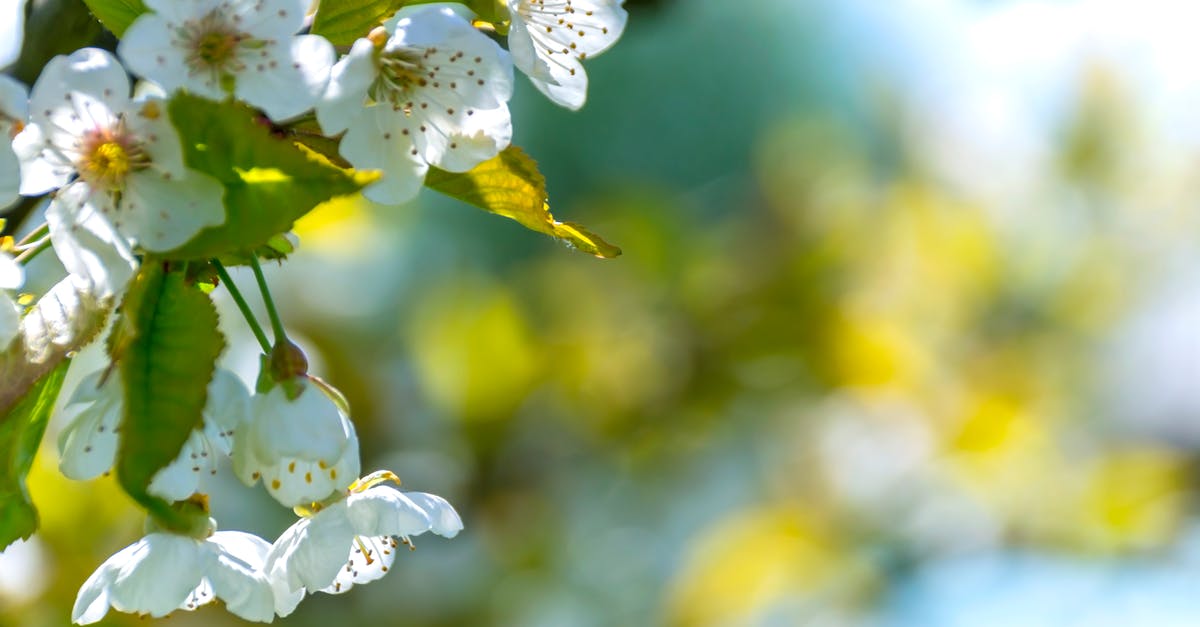 What is White Cumin and Green Cumin? - Selective Focus Photo of White Petaled Flowers What is White Cumin and Green Cumin? - Selective Focus Photo of White Petaled Flowers