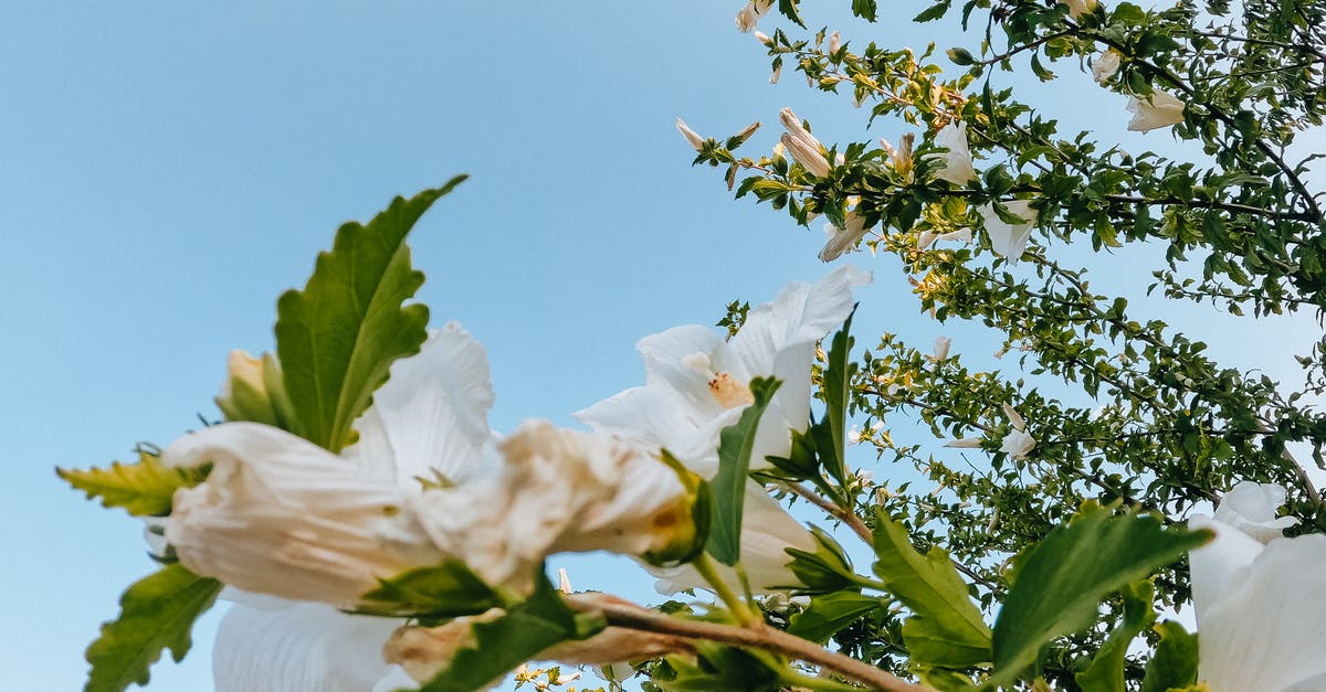 What is White Cumin and Green Cumin? - Hibiscus Flowers Over a Blue Sky What is White Cumin and Green Cumin? - Hibiscus Flowers Over a Blue Sky
