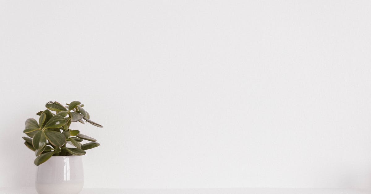 What is White Cumin and Green Cumin? - Green Potted Plant on White Ceramic Vase What is White Cumin and Green Cumin? - Green Potted Plant on White Ceramic Vase