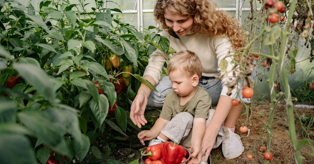 What kind of peppers are used in Gochugaru (고추가루)? - Girl in Gray T-shirt Sitting Beside Girl in Gray T-shirt What kind of peppers are used in Gochugaru (고추가루)? - Girl in Gray T-shirt Sitting Beside Girl in Gray T-shirt