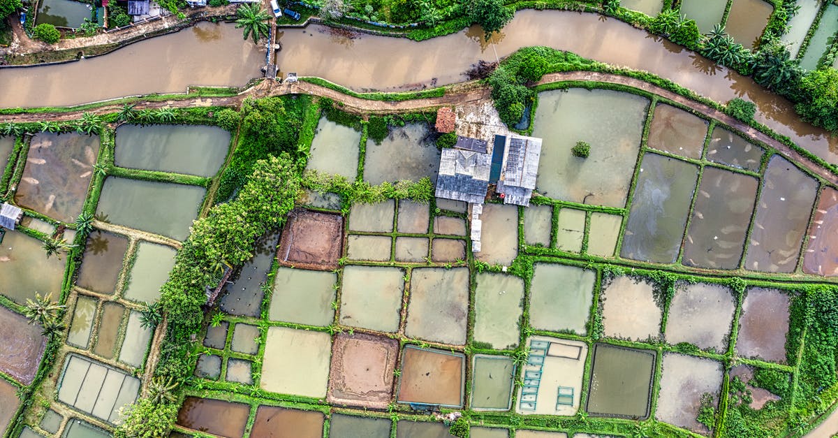 What makes rice wet? - Rice plantations in rural terrain What makes rice wet? - Rice plantations in rural terrain