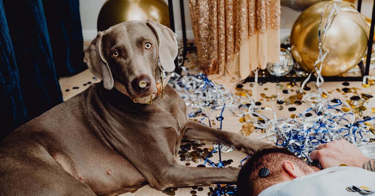 What mammals' milks are drunk by humans? - Gray Short Coated Dog Lying Beside a Drunk Man What mammals' milks are drunk by humans? - Gray Short Coated Dog Lying Beside a Drunk Man
