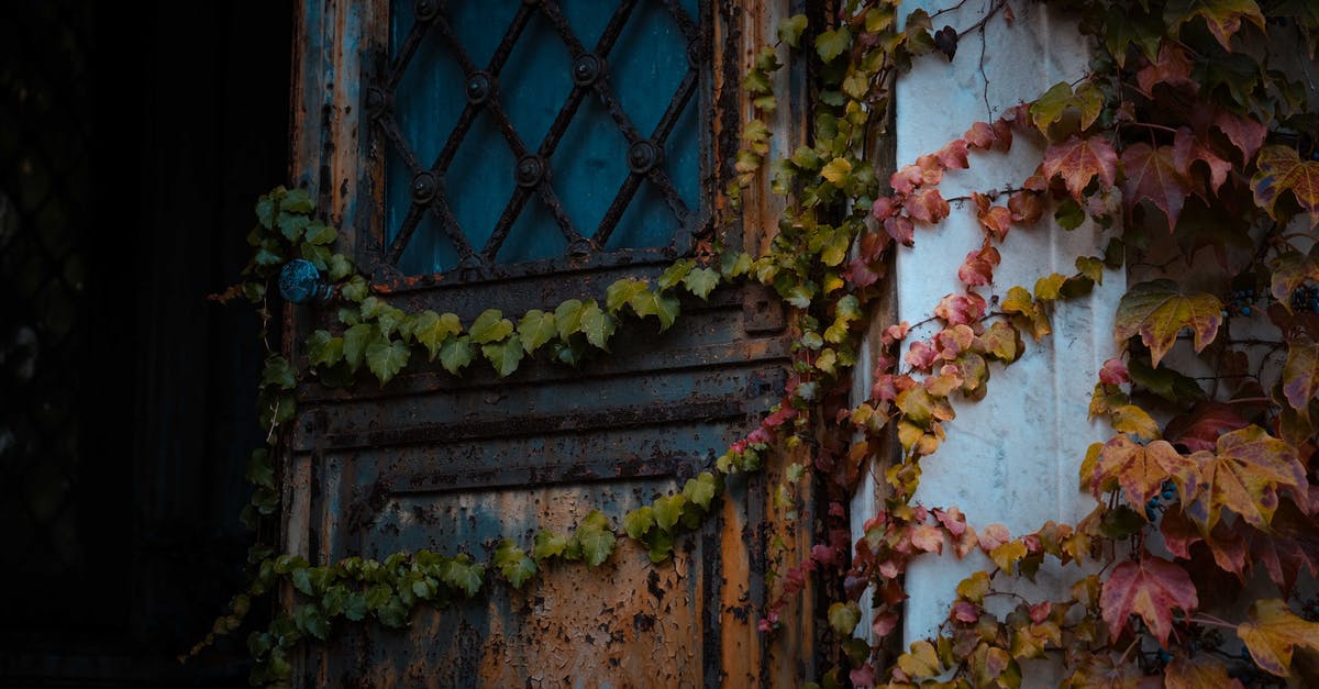 What method can be used to peel an Avocado without damaging it? [duplicate] - Low angle of weathered opened rusty door with metal handle of aged house covered with ivy
