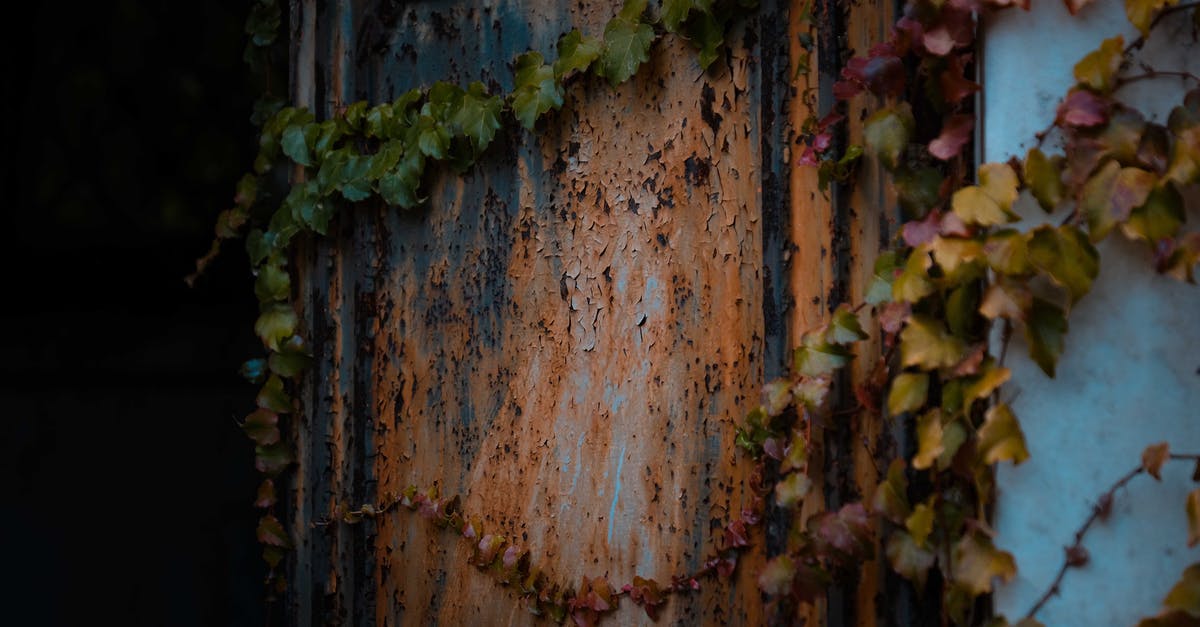 What method can be used to peel an Avocado without damaging it? [duplicate] - Weathered metal door with cracked paint on damaged building covered with ivy plant