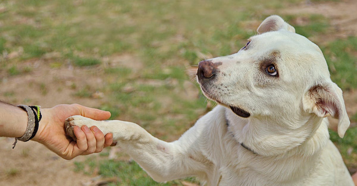 What part or kind of geoduck gives crunchy slender slices? - Dog giving paw to anonymous person What part or kind of geoduck gives crunchy slender slices? - Dog giving paw to anonymous person