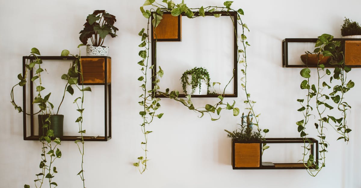What plants have the most oil? - Green Plant on White Wall What plants have the most oil? - Green Plant on White Wall