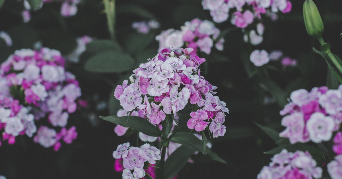 what should I do with overgrown beautiful clusters of Chia seed leaves? [duplicate] - Pink-and-white Phlox Flowers