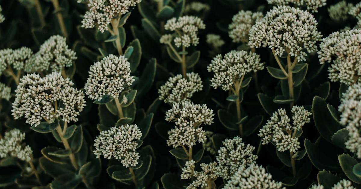 what should I do with overgrown beautiful clusters of Chia seed leaves? [duplicate] - Selective Focus Photography of White Flower Buds