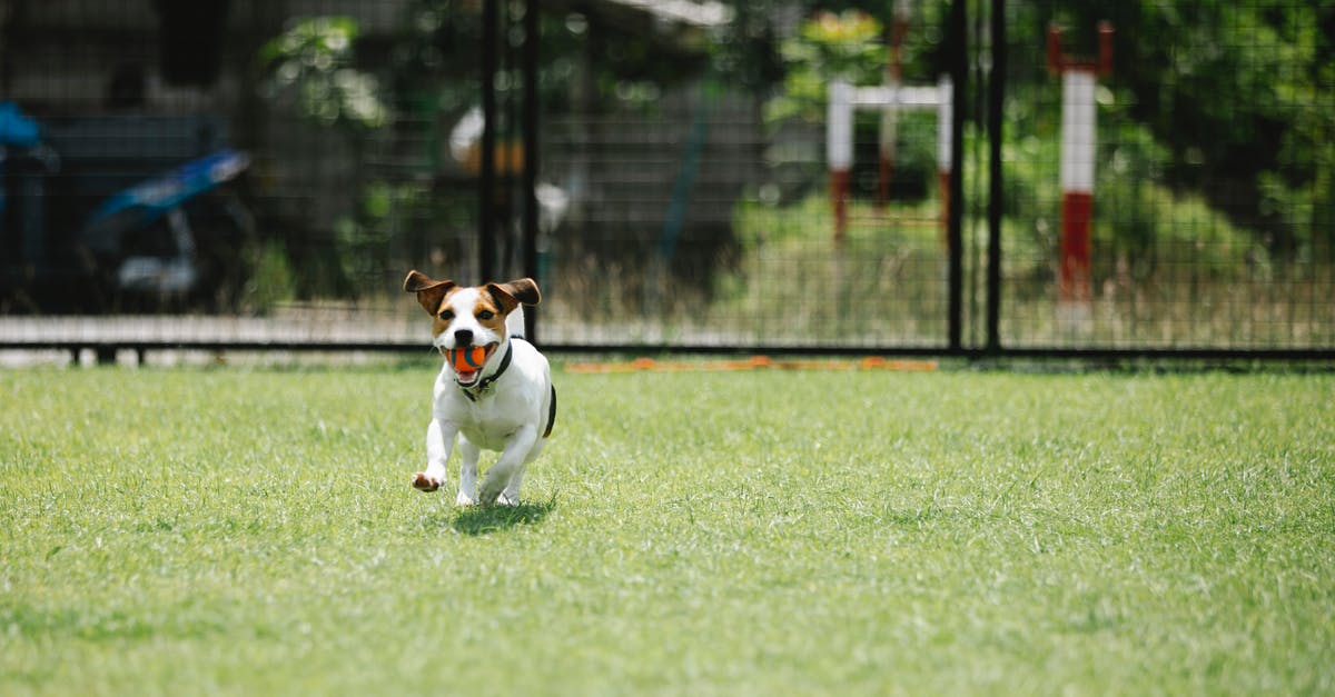 What size disher makes "1 inch balls of dough?" - Fast dog with ball running on lawn in summer What size disher makes "1 inch balls of dough?" - Fast dog with ball running on lawn in summer