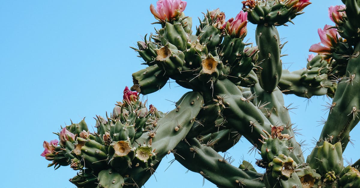 What spike is this? Identifying some utensils - Blooming cactus under clear blue sky What spike is this? Identifying some utensils - Blooming cactus under clear blue sky