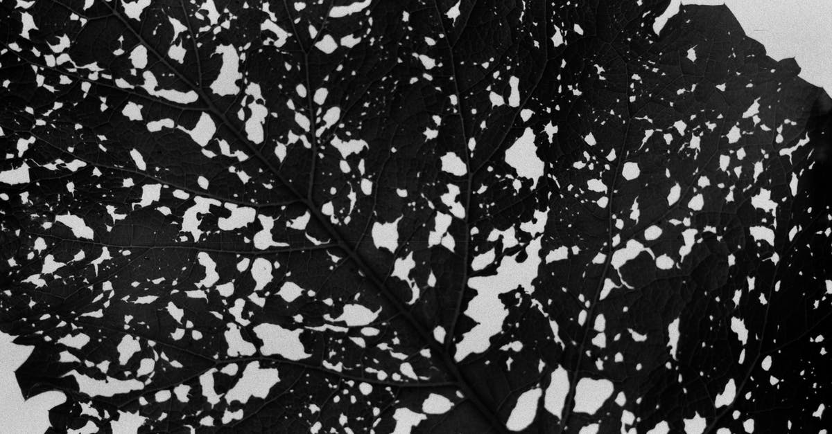 What technique is used to remove the bubbles and big hole from swiss rolls? - Background of black and white leaf surface What technique is used to remove the bubbles and big hole from swiss rolls? - Background of black and white leaf surface