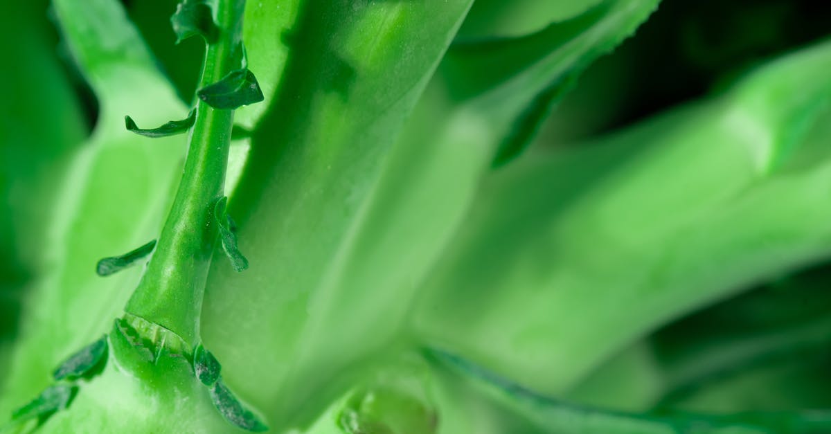 What to do with broccoli stalk? - Green Broccoli Stalk and Stems What to do with broccoli stalk? - Green Broccoli Stalk and Stems