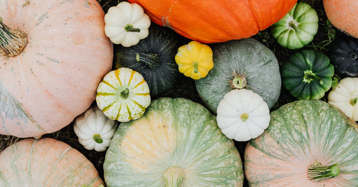 What variety of squash produces "flor de calabaza"? - Picture of Pumpkins What variety of squash produces "flor de calabaza"? - Picture of Pumpkins