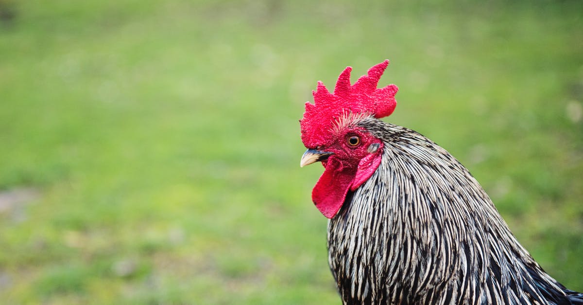 What was McCormick Country Chicken Bag Seasoning? [closed] - Portrait of Black and White Rooster