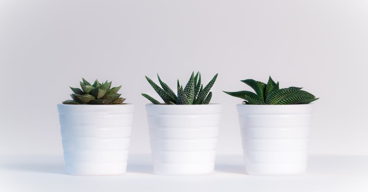 What went wrong with these pots de creme au chocolat? - Three Green Assorted Plants in White Ceramic Pots What went wrong with these pots de creme au chocolat? - Three Green Assorted Plants in White Ceramic Pots