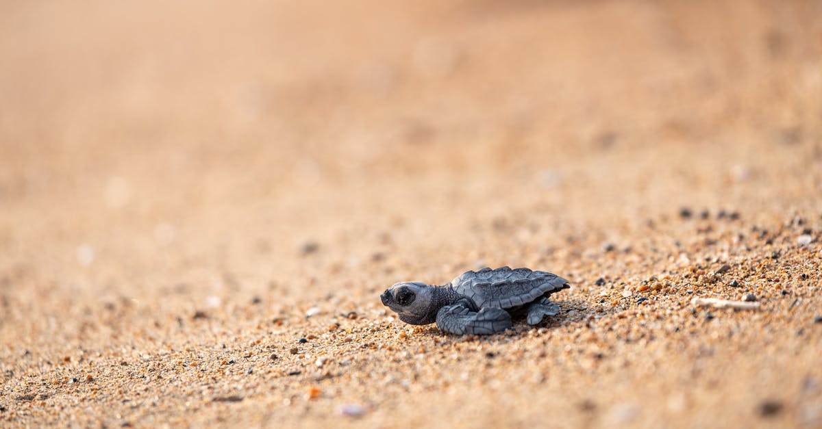 When basil gets brown spots, is it still usable? - Wild tiny turtle on sandy coast When basil gets brown spots, is it still usable? - Wild tiny turtle on sandy coast