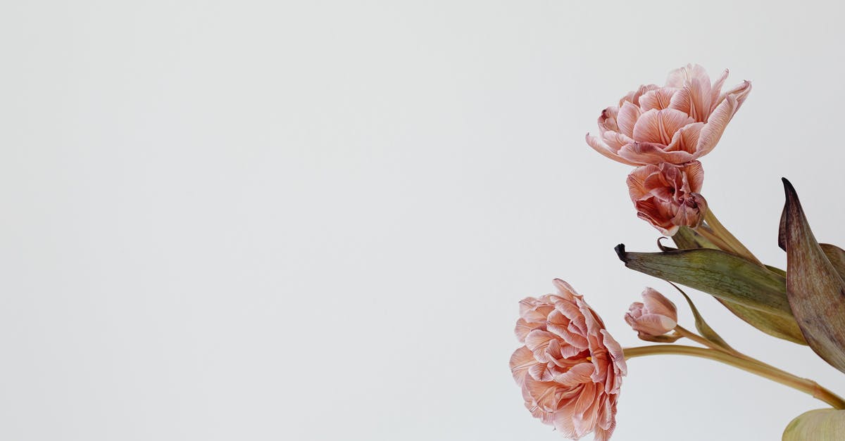 When basil gets brown spots, is it still usable? - Pink Flowers and Bud with Brown Leaf When basil gets brown spots, is it still usable? - Pink Flowers and Bud with Brown Leaf