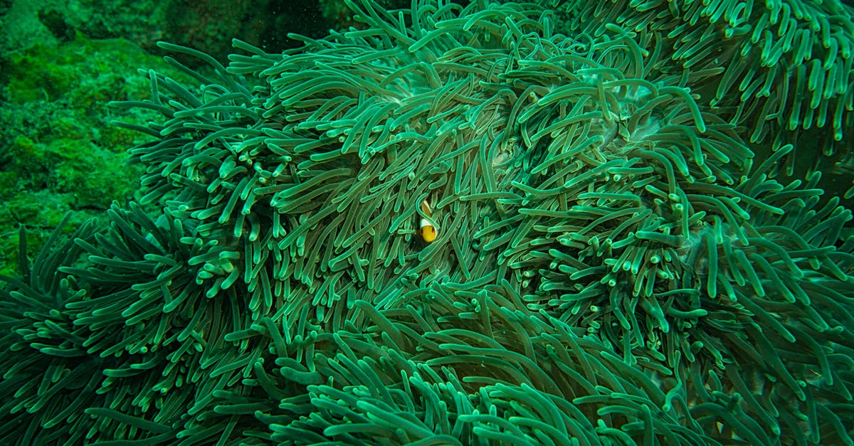 When is fish 'fully cured' using salt? - Clown Fish Hiding Inside An Aquatic Plant When is fish 'fully cured' using salt? - Clown Fish Hiding Inside An Aquatic Plant
