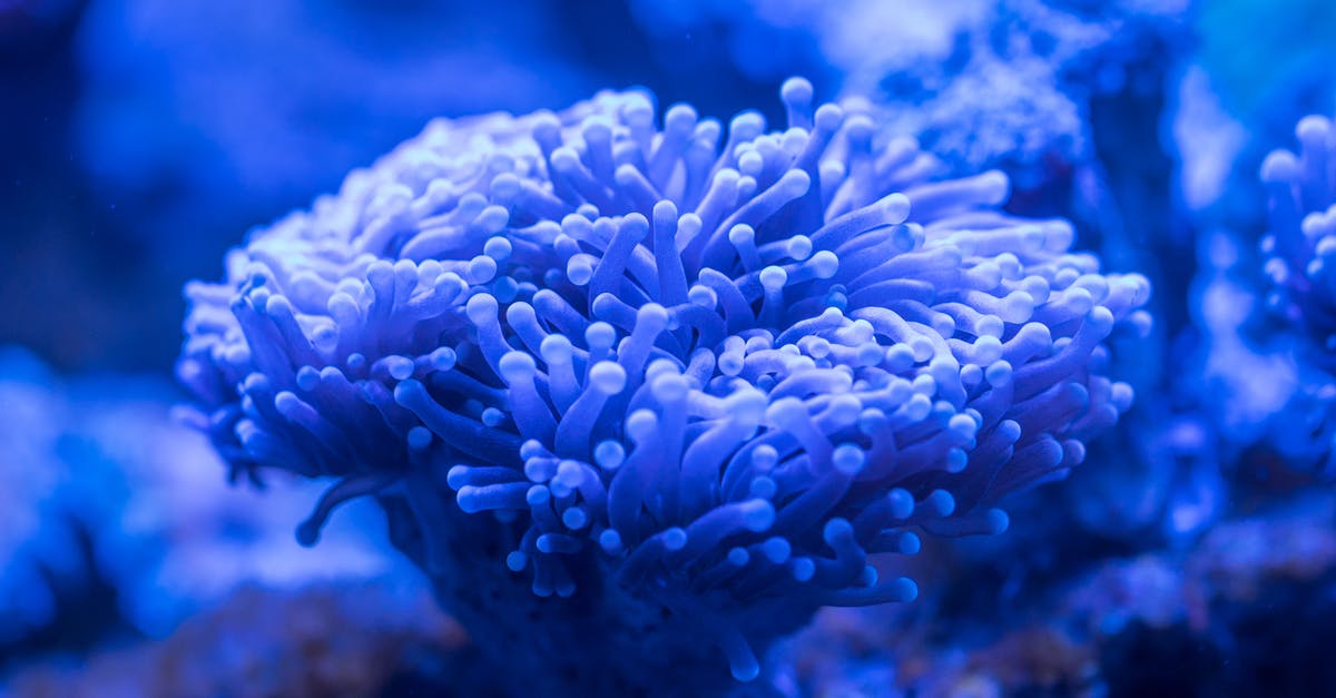 When is fish 'fully cured' using salt? - Blue Sea Anemone When is fish 'fully cured' using salt? - Blue Sea Anemone