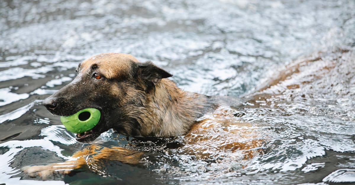When simmering black eyed peas, should the water turn brown? - German Shepherd with ball swimming in pool When simmering black eyed peas, should the water turn brown? - German Shepherd with ball swimming in pool
