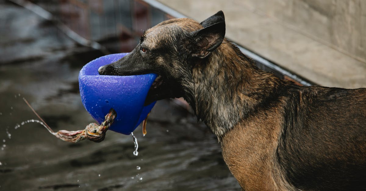 When simmering black eyed peas, should the water turn brown? - Dog with brown and black wet fur playing with buoy over pool with pure water while looking forward When simmering black eyed peas, should the water turn brown? - Dog with brown and black wet fur playing with buoy over pool with pure water while looking forward