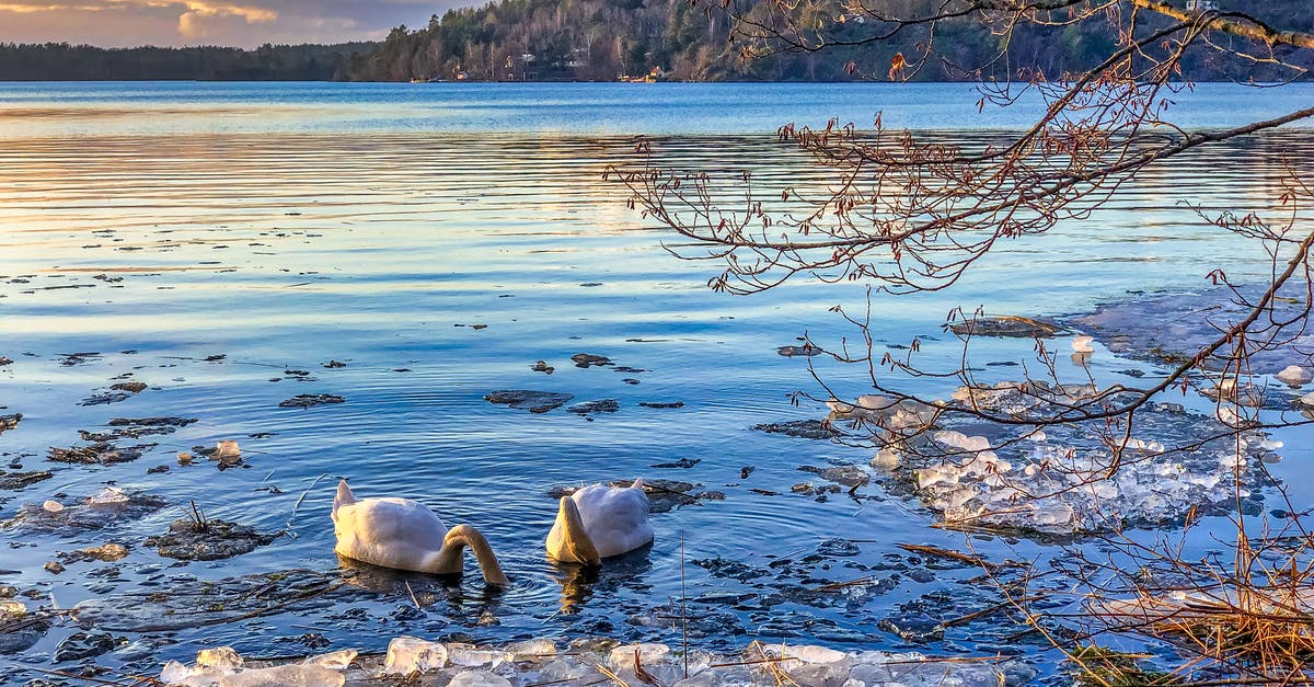 When to carve a goose - hot or cold - Ducks On Body Water