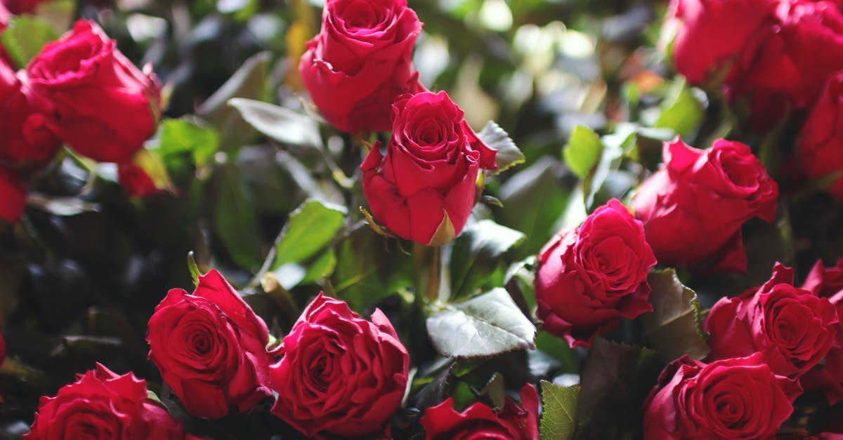 When we go to the butcher's shop, which color meat should we choose? Cherry-red or brownish-red? - Fill the Frame Photography of Red Roses