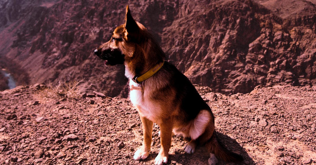 Where did hot dogs get their name? - Short-coated Brown and Black Dog Where did hot dogs get their name? - Short-coated Brown and Black Dog