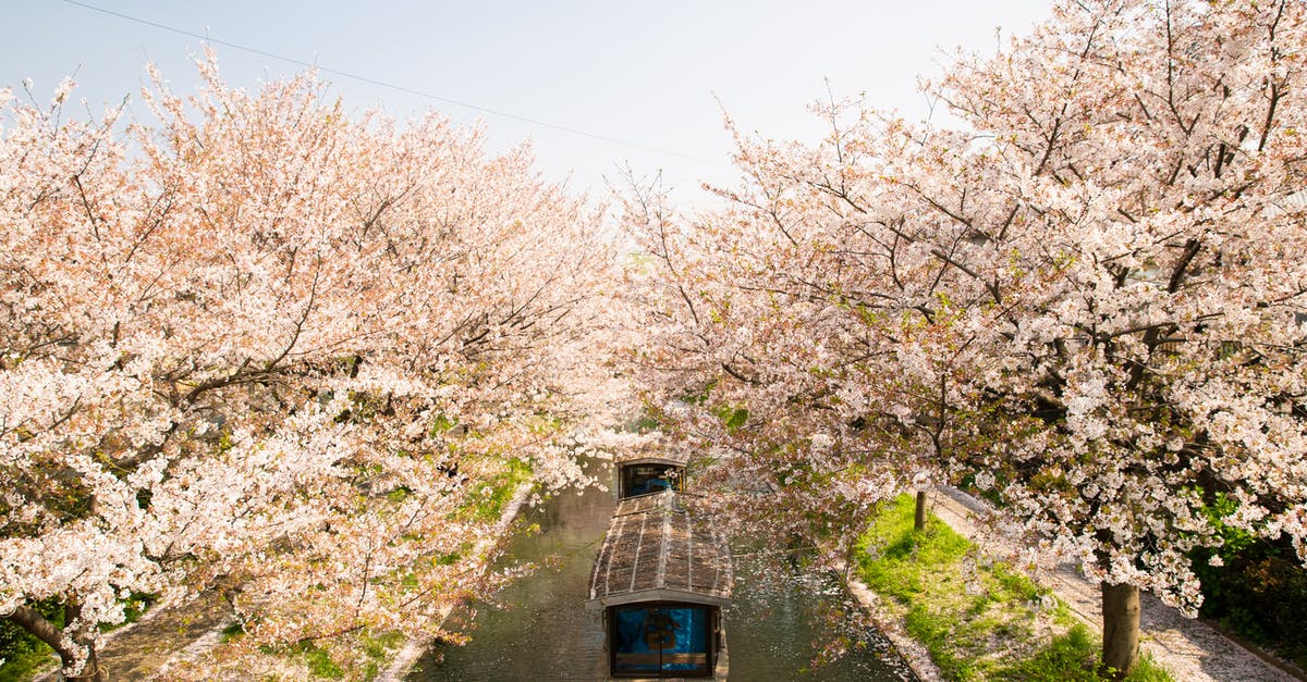 Where did the apples in Japanese Curry come from? - From above of roofed boat sailing on water channel between cherry blossom trees in Japan Where did the apples in Japanese Curry come from? - From above of roofed boat sailing on water channel between cherry blossom trees in Japan
