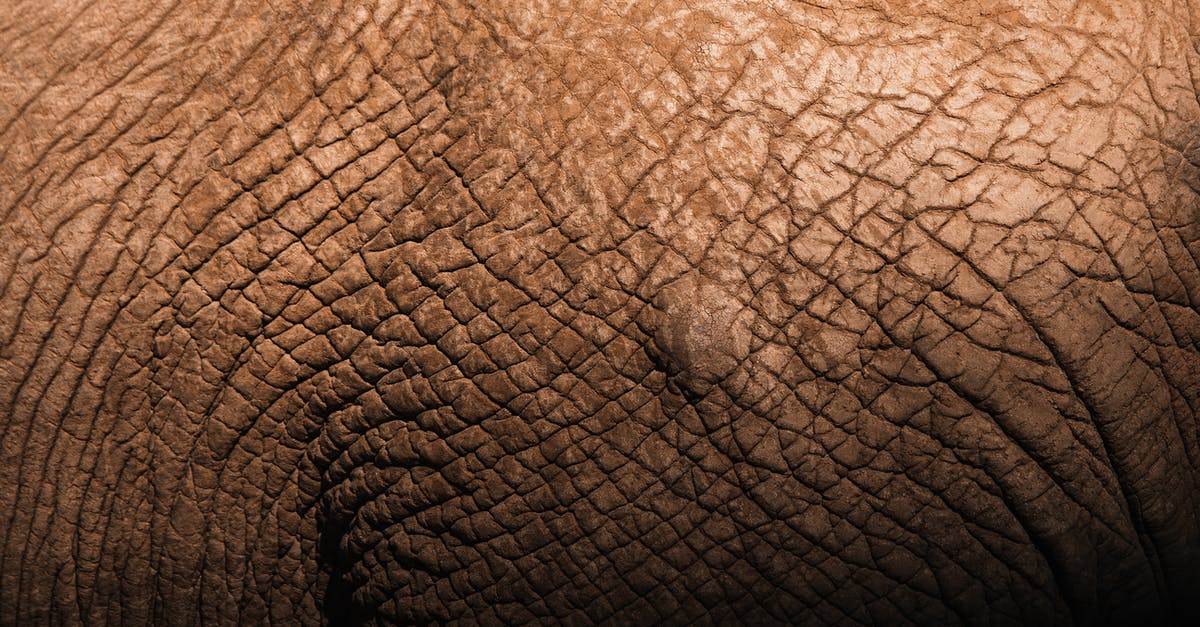 Where do all the tough old birds go? - Closeup backdrop of tough brown elephant skin with decrepit texture and uneven surface in daylight Where do all the tough old birds go? - Closeup backdrop of tough brown elephant skin with decrepit texture and uneven surface in daylight