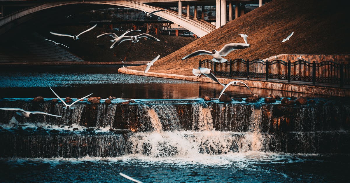 Where do all the tough old birds go? - White-and-black Birds Flying Near Waterfall Where do all the tough old birds go? - White-and-black Birds Flying Near Waterfall